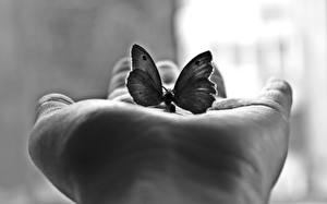 Bakgrundsbilder på skrivbordet Insekter Fjärilar Händer Djur