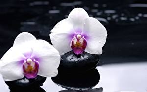 Hintergrundbilder Orchidee Blüte