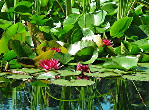Tapety na pulpit Lilie wodne Liście Kwiaty