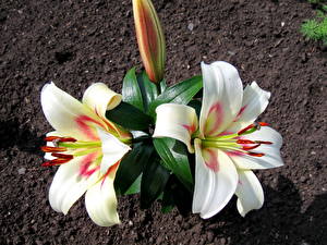 Hintergrundbilder Lilien Weiß Blüte