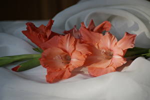 Fotos Gladiolen Blüte