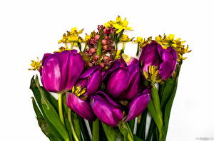 Фотография Тюльпаны Фиолетовый цветок