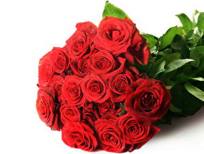 Bilder Rose Blumensträuße Rot Blüte