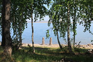 Pictures Lake Trees Birch  Nature