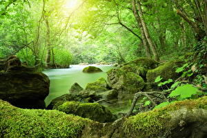 Fotos Flusse Steine Wald Laubmoose Natur