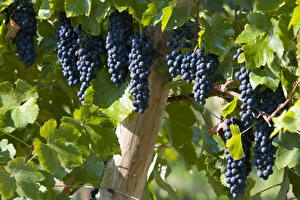 Fotos Obst Weintraube Blattwerk Lebensmittel