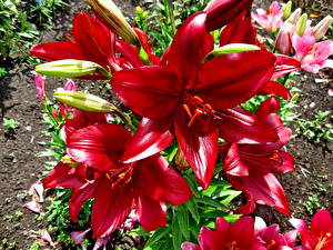 Bilder Lilien Knospe Rot Blüte