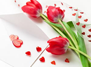 Fondos de escritorio Tulipa Rojo Flores