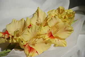 Papel de Parede Desktop Gladioluses Amarelo Flores