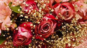 Fotos Sträuße Rosen Blüte
