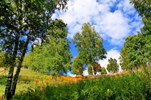 Pictures Seasons Summer Trees Grass Birch  Nature