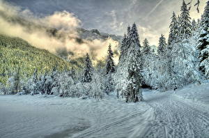 Bakgrunnsbilder En årstid Vinter Skog Snø Trær En sti Skyer HDR Natur