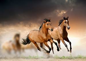 Papel de Parede Desktop Cavalos Correndo Animalia