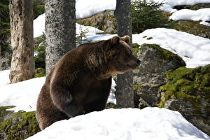 Фото Медведь Бурые Медведи Снегу Животные