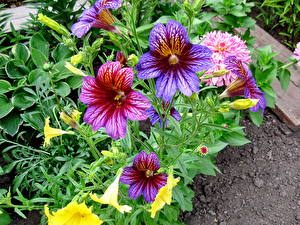 Pictures Salpiglossis
