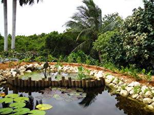 Papel de Parede Desktop Jardims Nymphaea Lagoa Queen Elizabeth Naturaleza