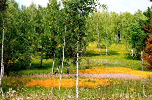 Hintergrundbilder Wald Bäume Birken Gras Natur