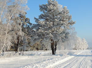 Tapety na pulpit Pora roku Zima Drogi Śnieg Drzewa przyroda