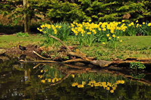 Pictures Parks Daffodils Nature Flowers