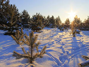 Bureaubladachtergronden Seizoen Winter Sneeuw Een boom Spar sparren Natuur