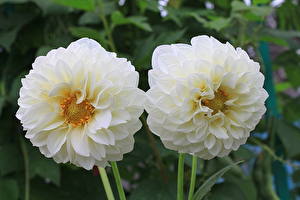 Fonds d'écran Dahlias Blanc Fleurs