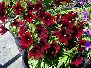 Photo Salpiglossis Red