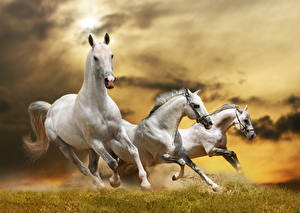 Hintergrundbilder Pferde Laufsport Gras ein Tier