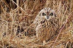 Images Birds Owl Dry Grass Glance Straw  Animals