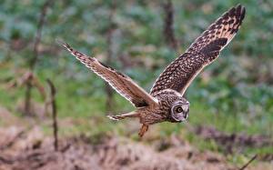 Pictures Birds Owls Flight Wings  Animals