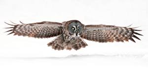Image Birds Owls Wings Great Grey Owl Animals