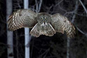 Photo Bird Owls Flight Wings Great Grey Owl Animals