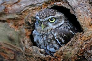Picture Birds Owls Eyes Staring  Animals