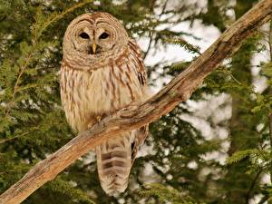 Pictures Bird Owl Branches Barred Owl