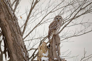 Wallpaper Bird Owls Branches Barred Owl