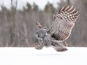 Wallpapers Bird Owls Flight Wings Great Grey Owl Animals