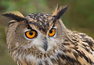 Papel de Parede Desktop Aves Strigiformes Olhos Ver Cabeça  animalia