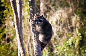 Pictures Raccoons Trunk tree