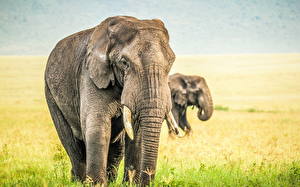 Wallpapers Elephant Animals