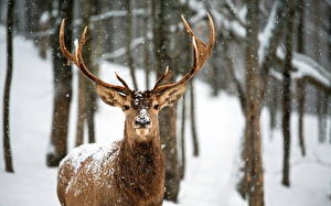 Images Deer Staring Horns Snow animal