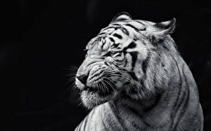Фото Большие кошки Тигры Белый Усы Вибриссы Морда Животные