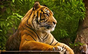 Картинка Большие кошки Тигры Смотрят Усы Вибриссы Морды Животные