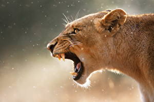 Pictures Big cats Lions Lioness Staring Roar Teeth Snout Animals
