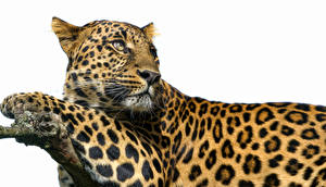 Fondos de escritorio Grandes felinos Leopardos Contacto visual Vibrisas Hocico Animalia