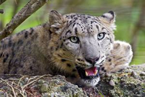 Images Big cats Snow leopards Eyes Glance Whiskers Snout Roar Animals