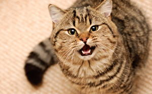 Fotos Katzen Starren Schnurrhaare Vibrisse Schnauze Tiere