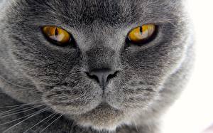 Fotos Katzen Augen Blick Schnauze Nase Tiere