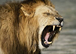 Bilder Große Katze Löwen Schnauze Zähne Grinsen ein Tier