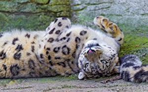 Sfondi desktop Pantherinae Leopardo delle nevi Sguardo Il muso Animali