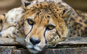 Tapety na pulpit Wielkie koty Gepard Oczy Spojrzenie Kufa Zwierzęta