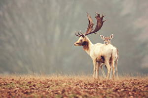 Desktop hintergrundbilder Hirsche Horn ein Tier